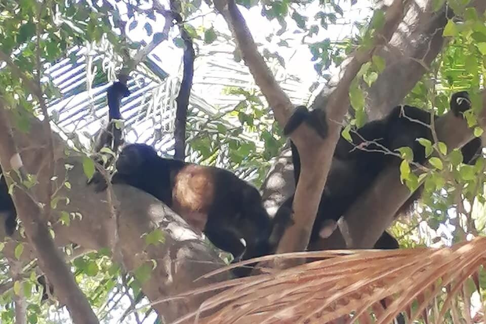 Nature Amazing Tours Costa Rica