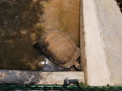 Hartbeespoort Dam - Snake and Animal Park-哈特比斯普特必去景点
