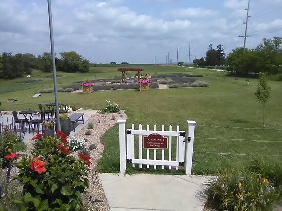 New Life Lavender Farm-巴拉布必去景点