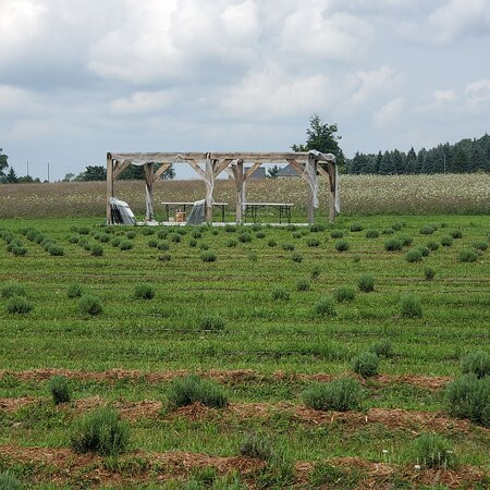 Northern Lavender-Mesick必去景点