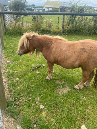 Ardmore Open Farm & Mini Zoo-Ardmore必去景点