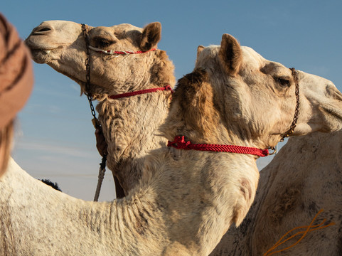 Arabian Desert Camel Riding Center-迪拜必去景点