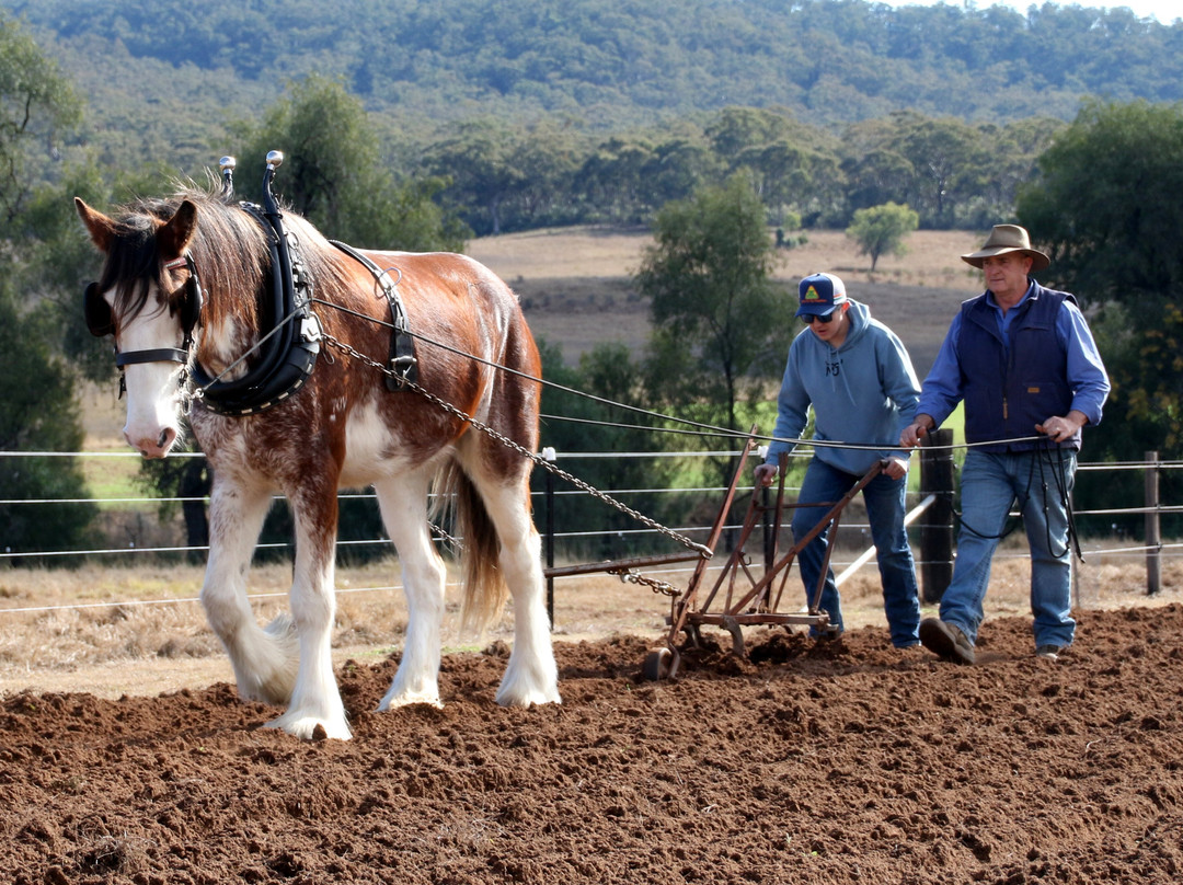 Denman旅游景点-The Clydesdale Experience