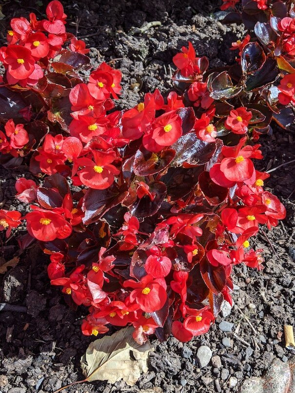 Girvan Community Garden景点图片