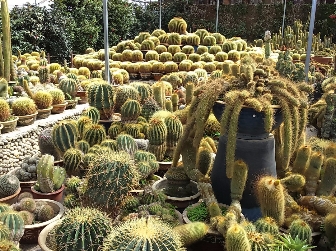 Cactus Valley景点图片