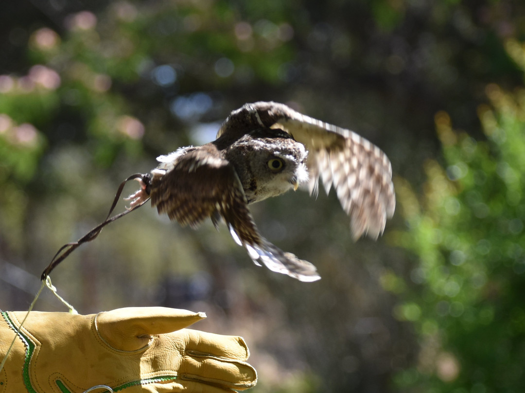 West Coast Falconry景点图片