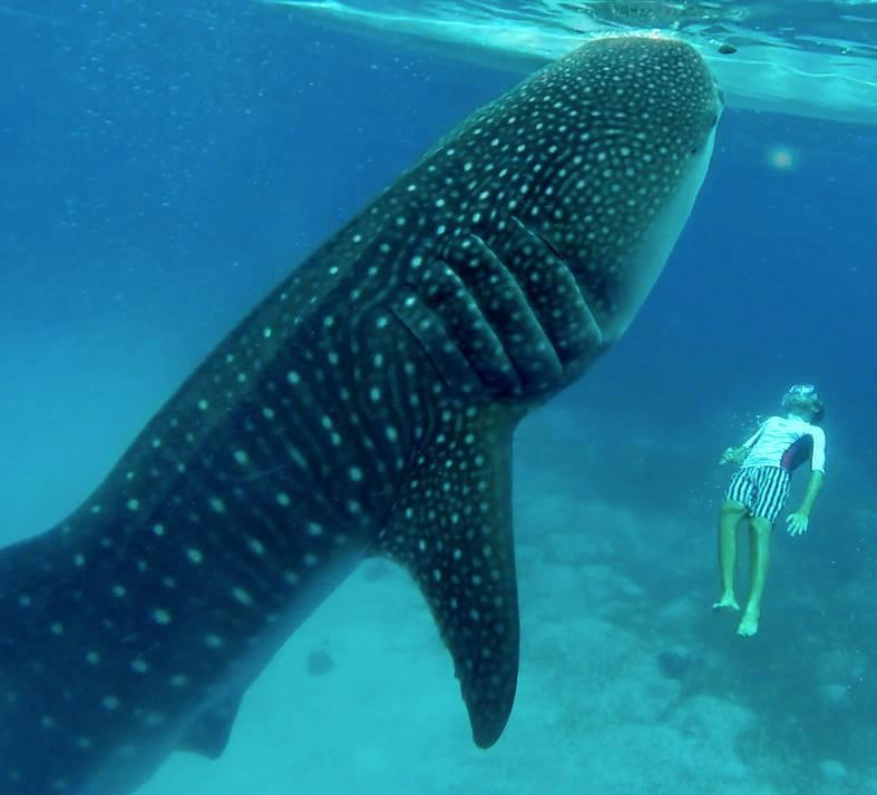 Island Trek Tours-奥斯洛布必去景点