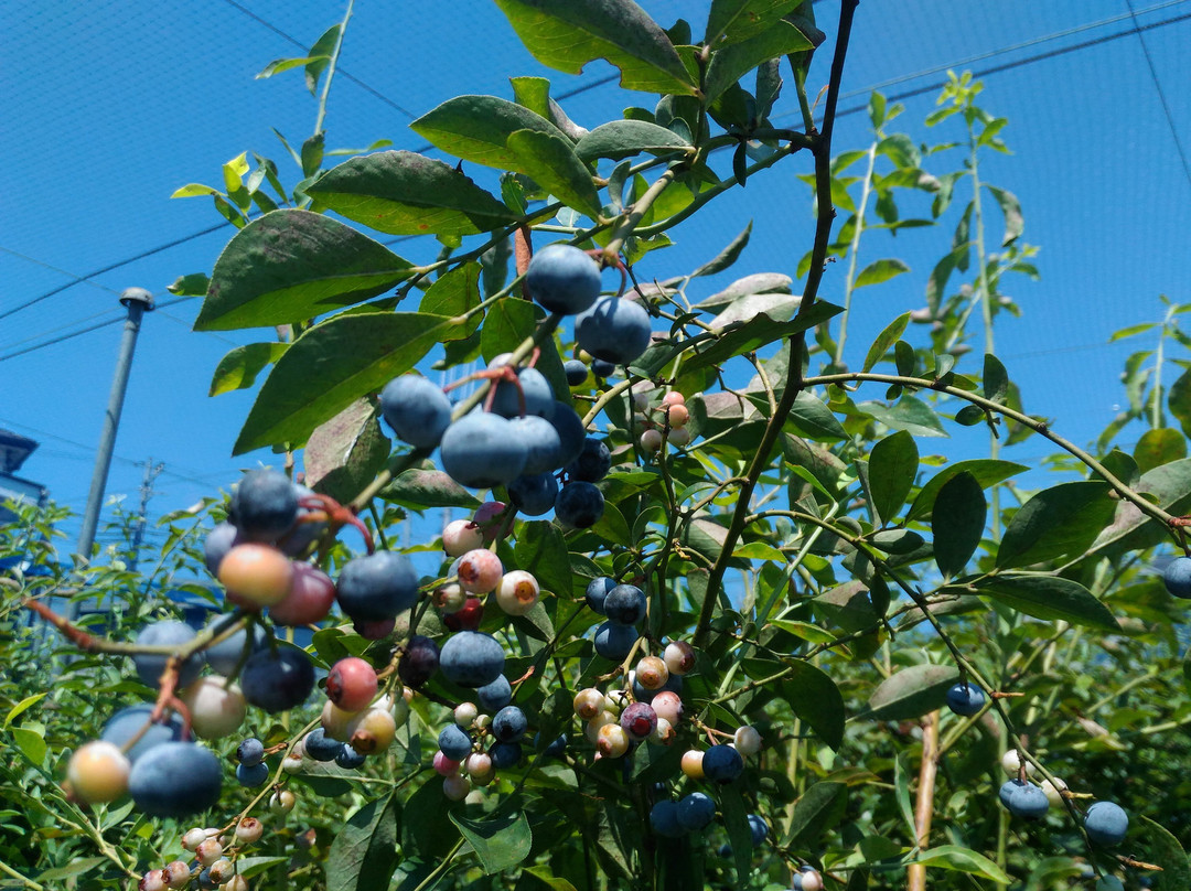 Ishiguro Blueberry Farm景点图片