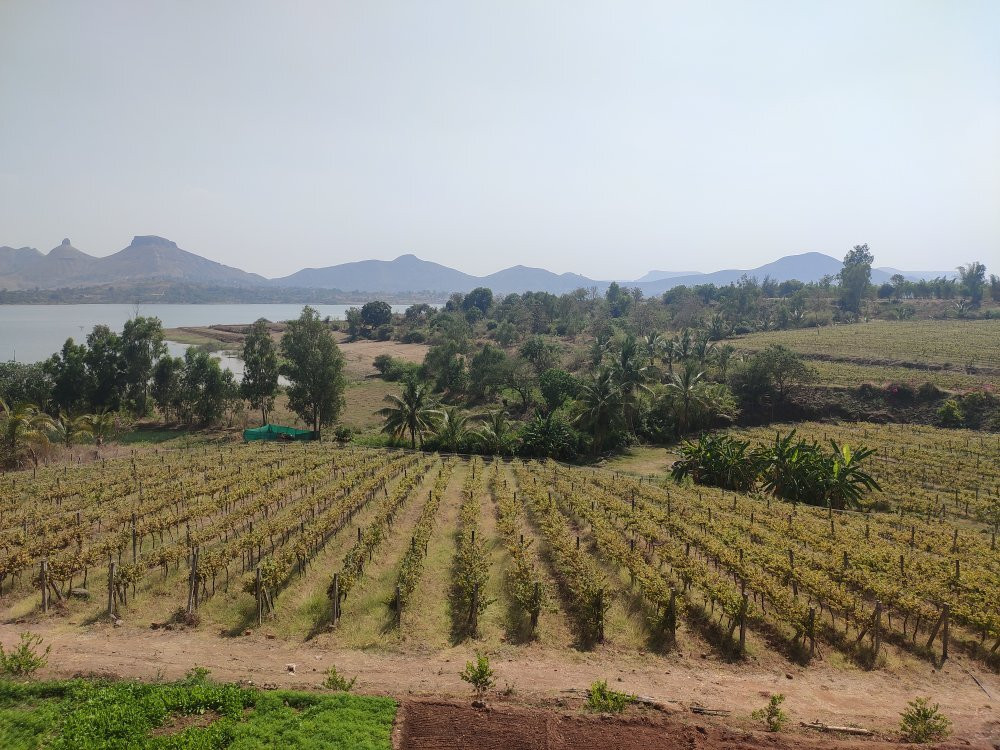 Vallonne Vineyards景点图片