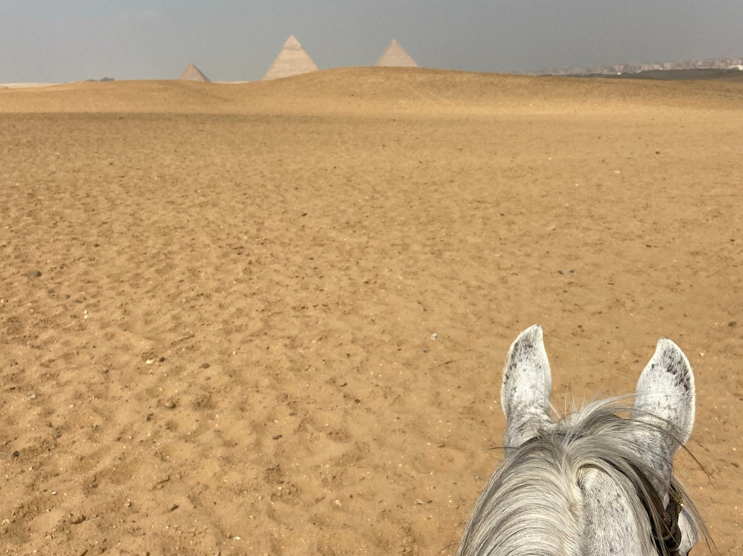 Happy Horse Holidays-开罗必去景点