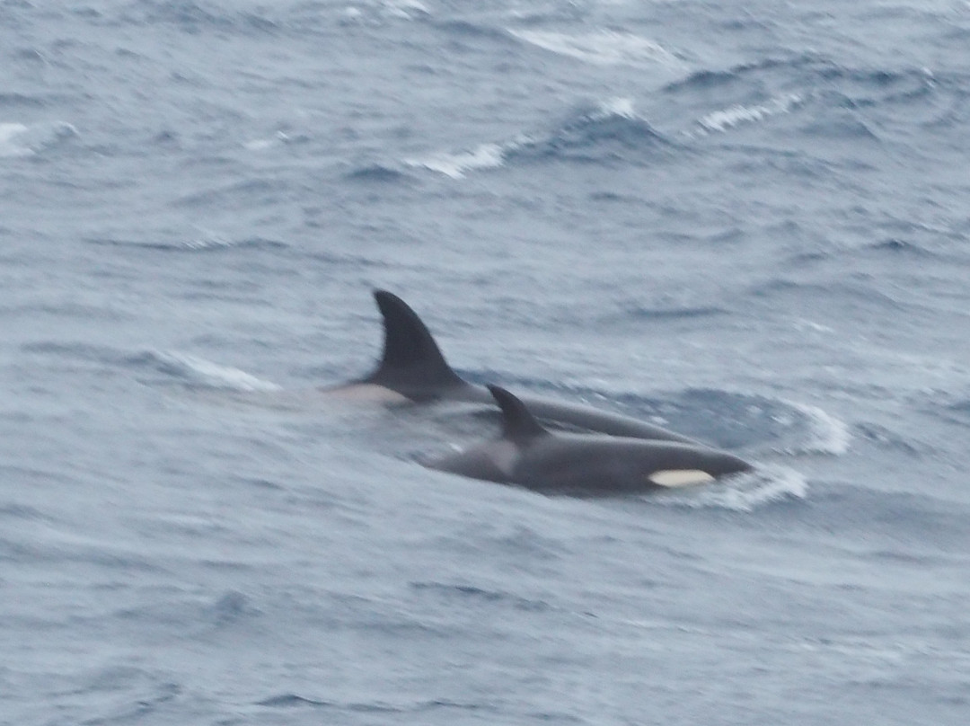 Bremer Canyon Killer whale Expeditions-Bremer Bay必去景点