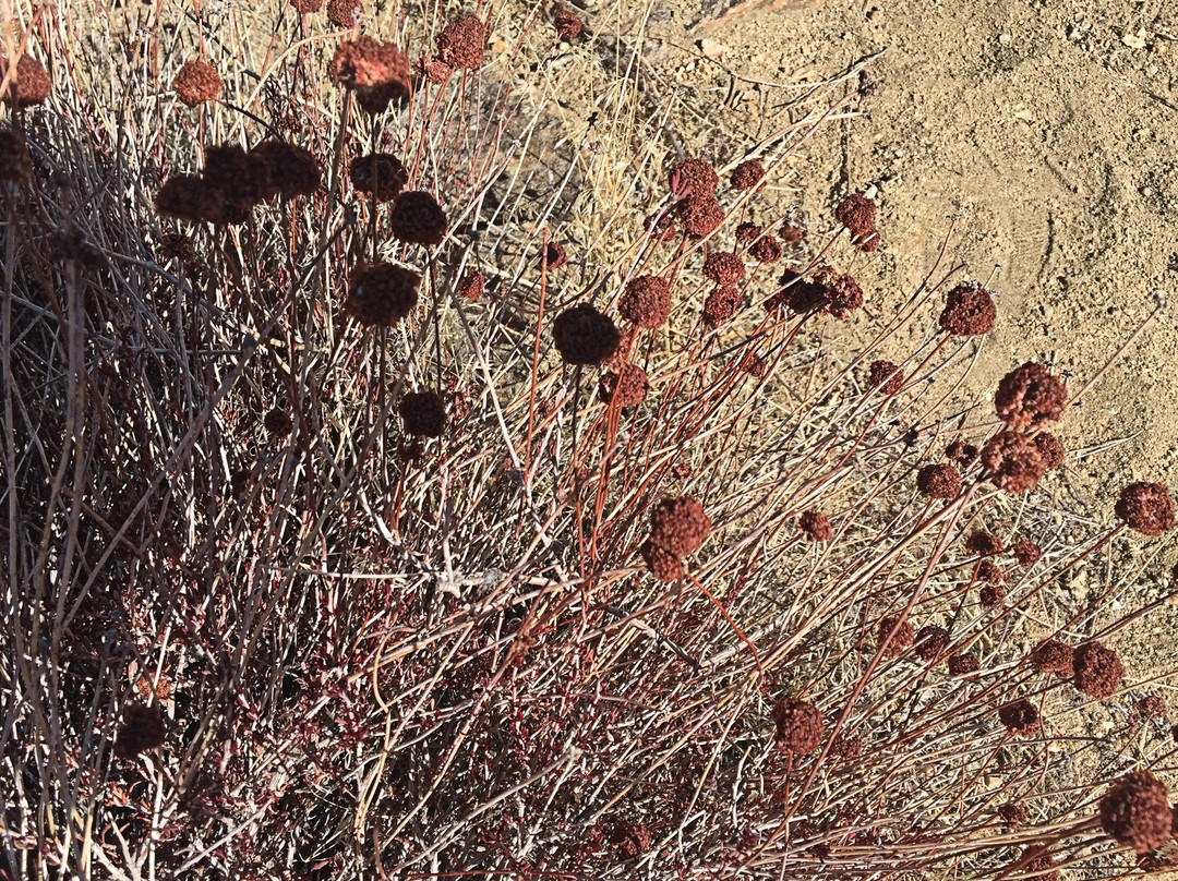 Johnny Lang Grave-约书亚树国家公园必去景点