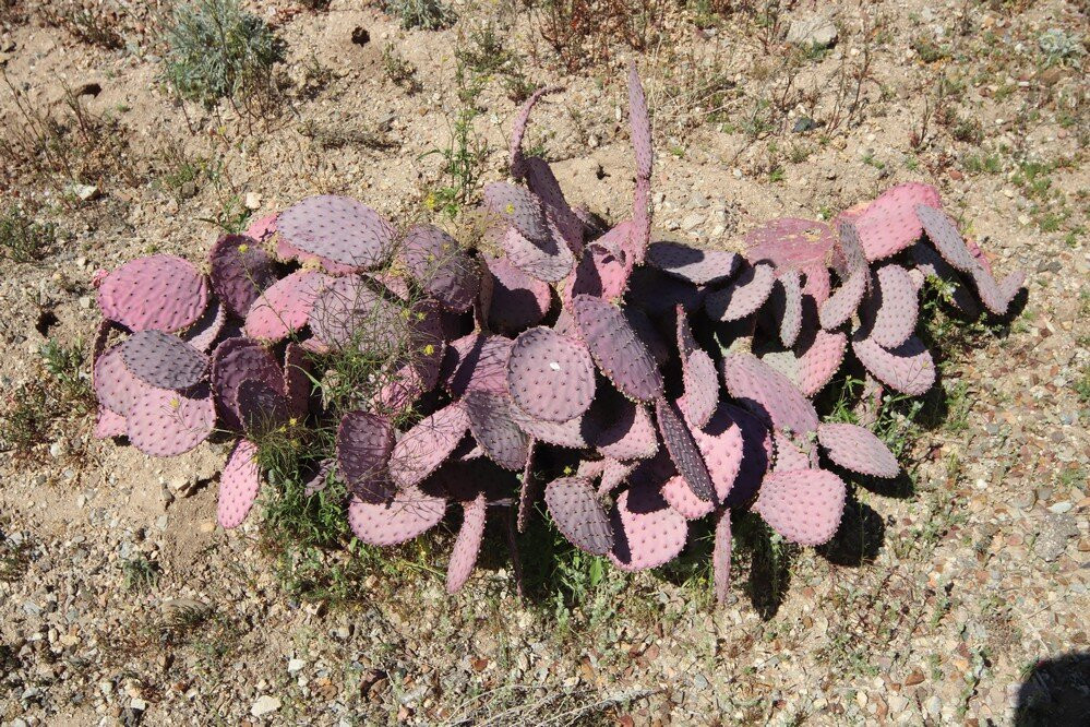 Vista de la Mountain United Methodist Church-Oro Valley必去景点