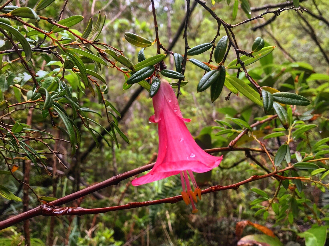 Sendero Cascadas Encondidas-百内国家公园必去景点