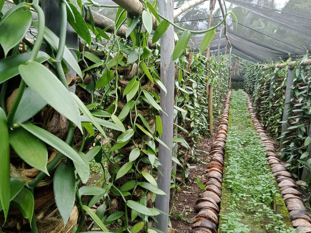 Bali Vanilla Farm