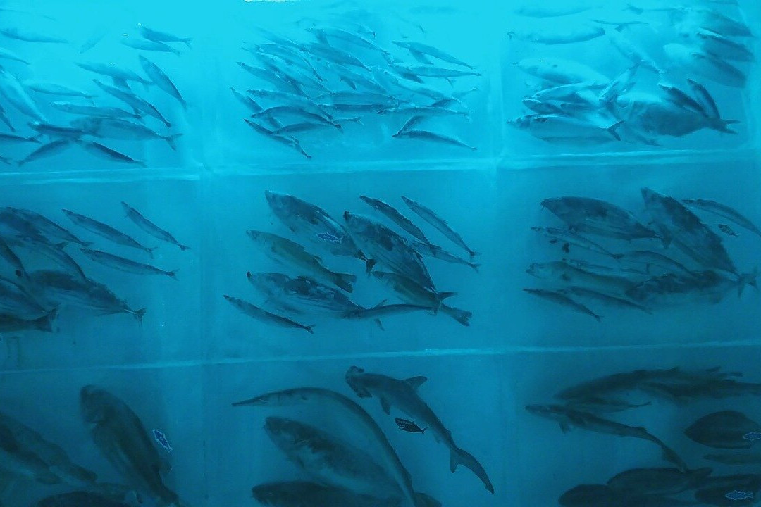 Ice Aquarium-气仙沼市必去景点