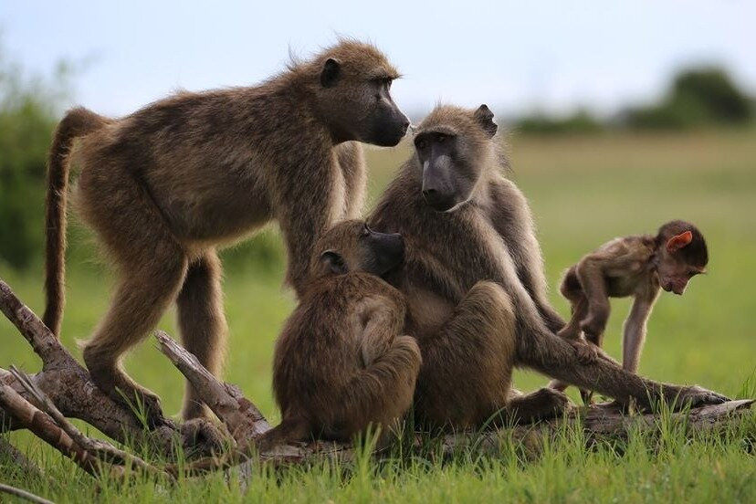 Southern Dynasty Safaris-卡萨尼必去景点