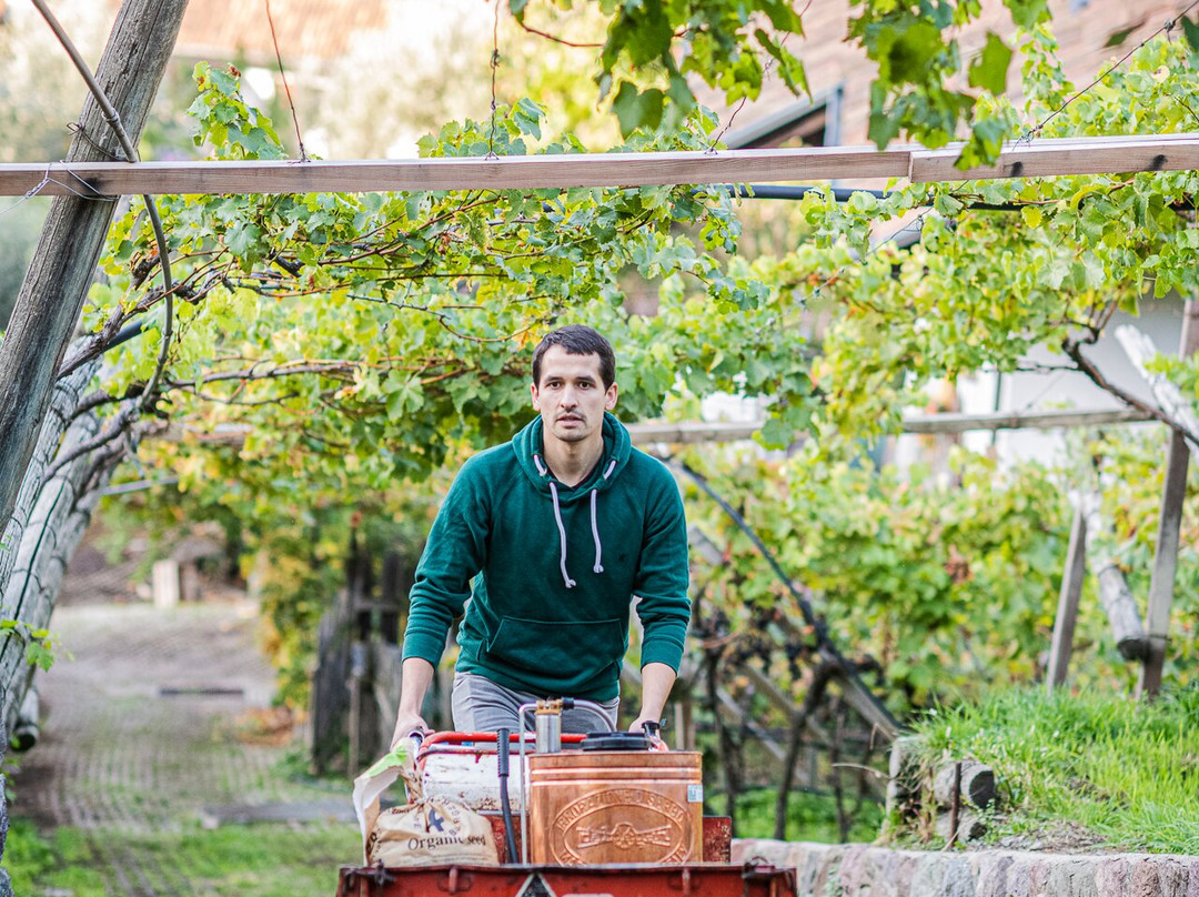 Kellerei Cantina Heiner.-博尔扎诺必去景点