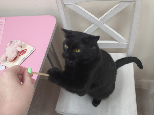 Kotomaniya-加里宁格勒必去景点