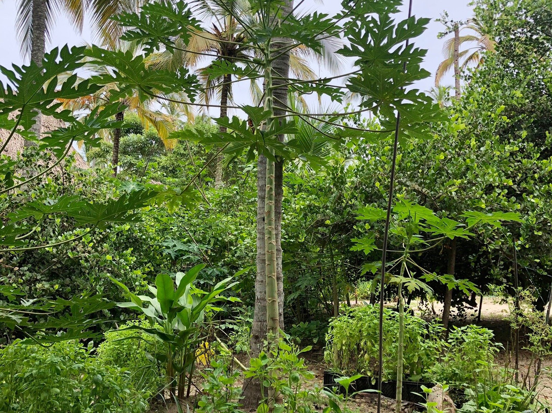 Playa Pikua Ecolodge主图