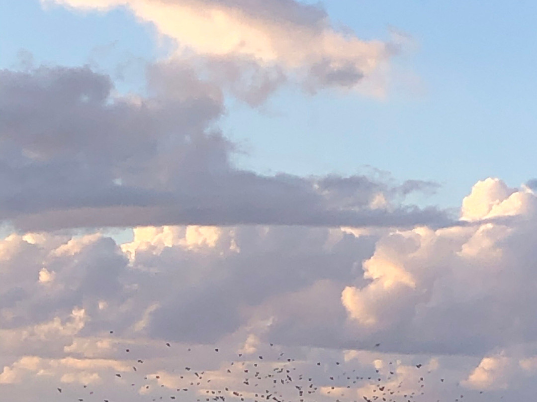 Sort Safari景点图片