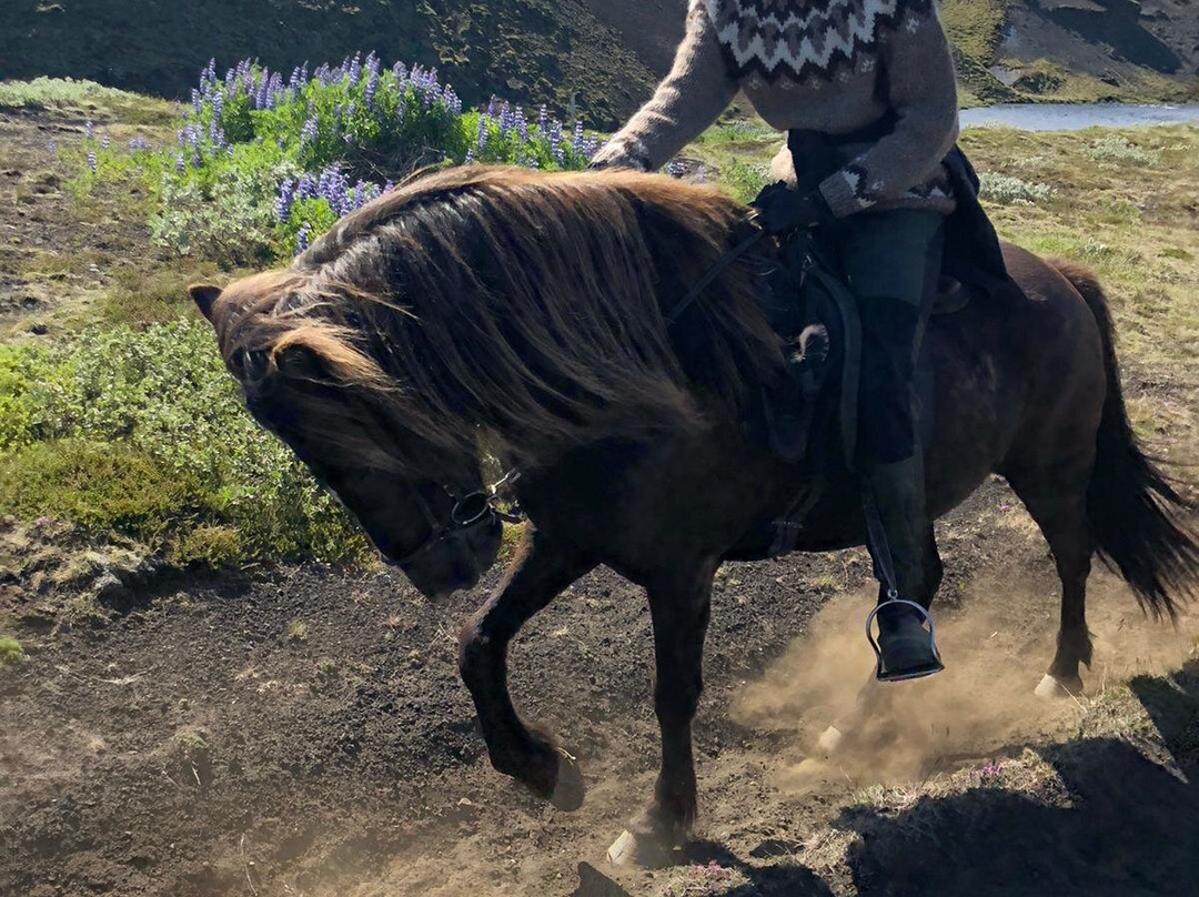 Nupshestar-塞尔福斯必去景点