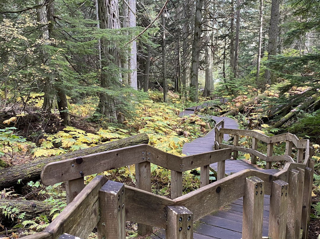Giant Cedars Boardwalk Trail-雷夫尔斯托克必去景点