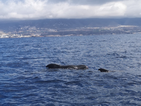 Bonadea Ii Eco Whale Watching-特内里费岛必去景点