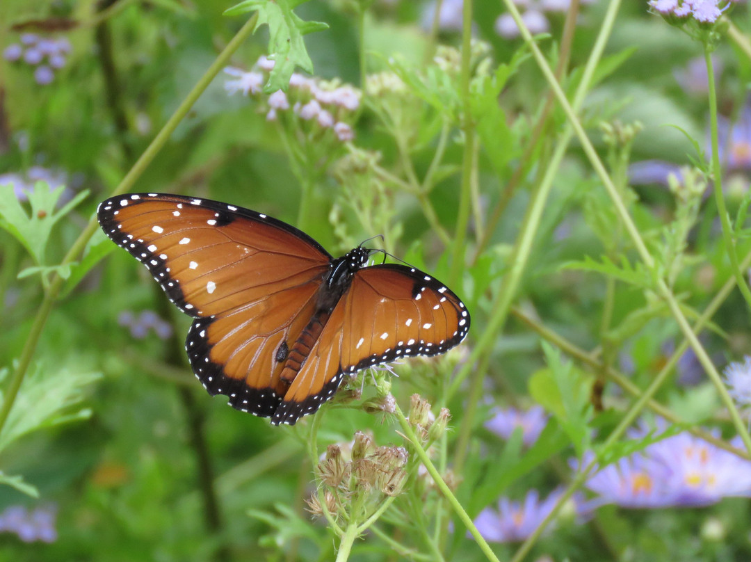 Airfield Falls Trailhead & Conservation Park-沃思堡必去景点