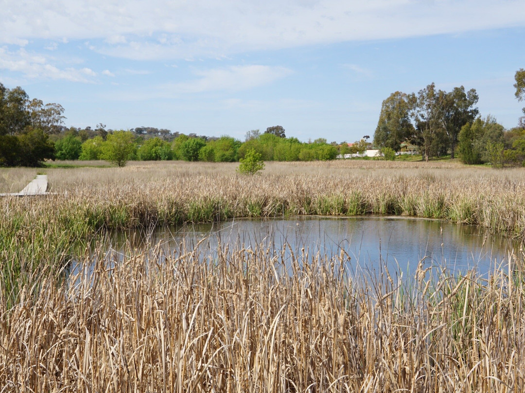 Junee Urban Wetland-Junee必去景点