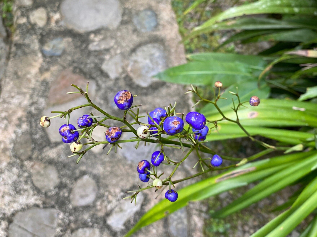 Poring Hot Spring and Nature Reserve-Poring必去景点
