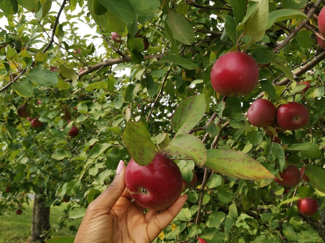 Pommeraie d'Or-Rougemont必去景点