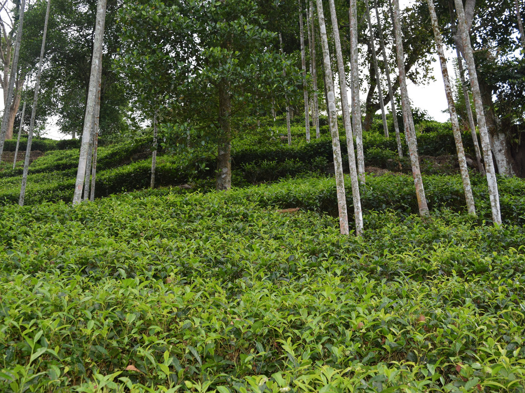 Sumanagira Estate Camping-Yatiyantota必去景点