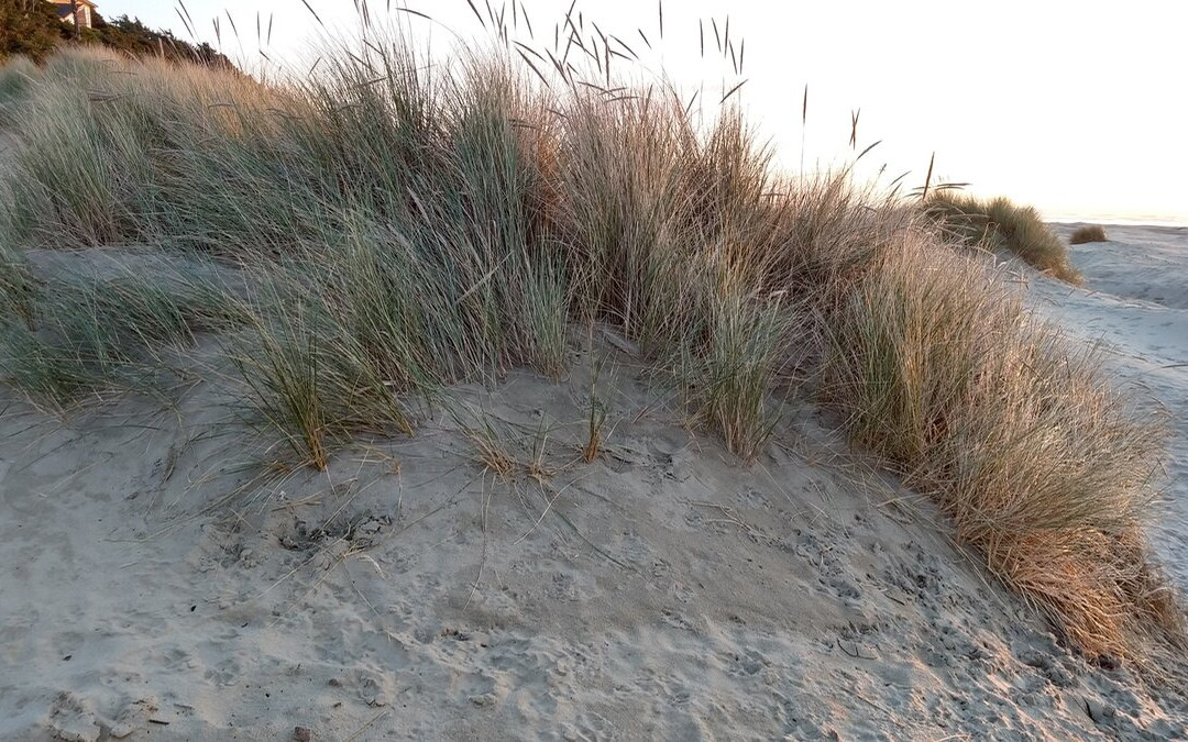 Agate Beach State Recreation Site景点图片