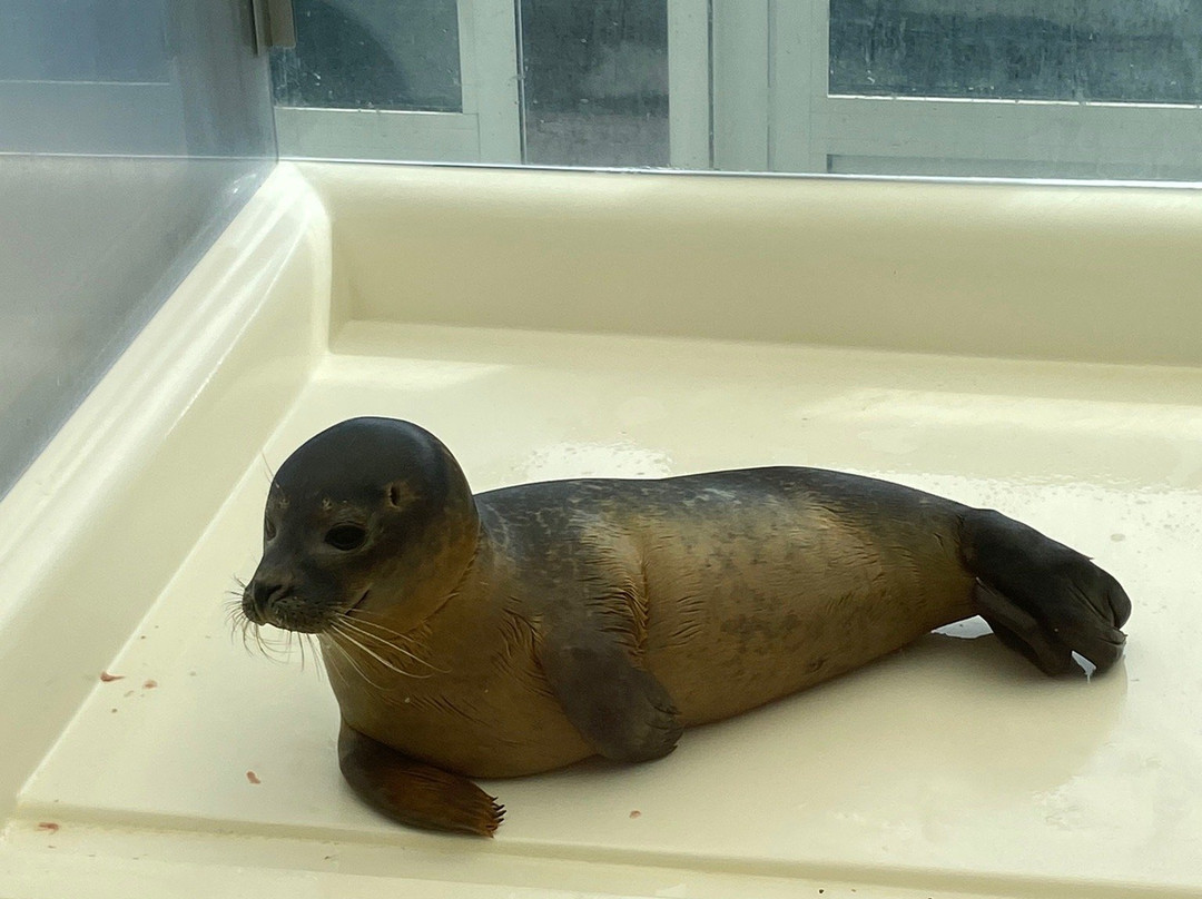 A Seal Zeehondenopvang en Expo Stellendam景点图片