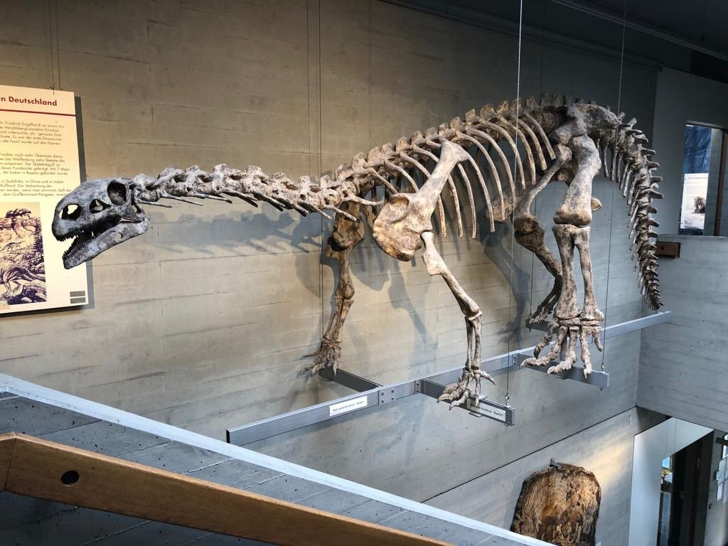 Naturhistorisches Museum-纽伦堡必去景点