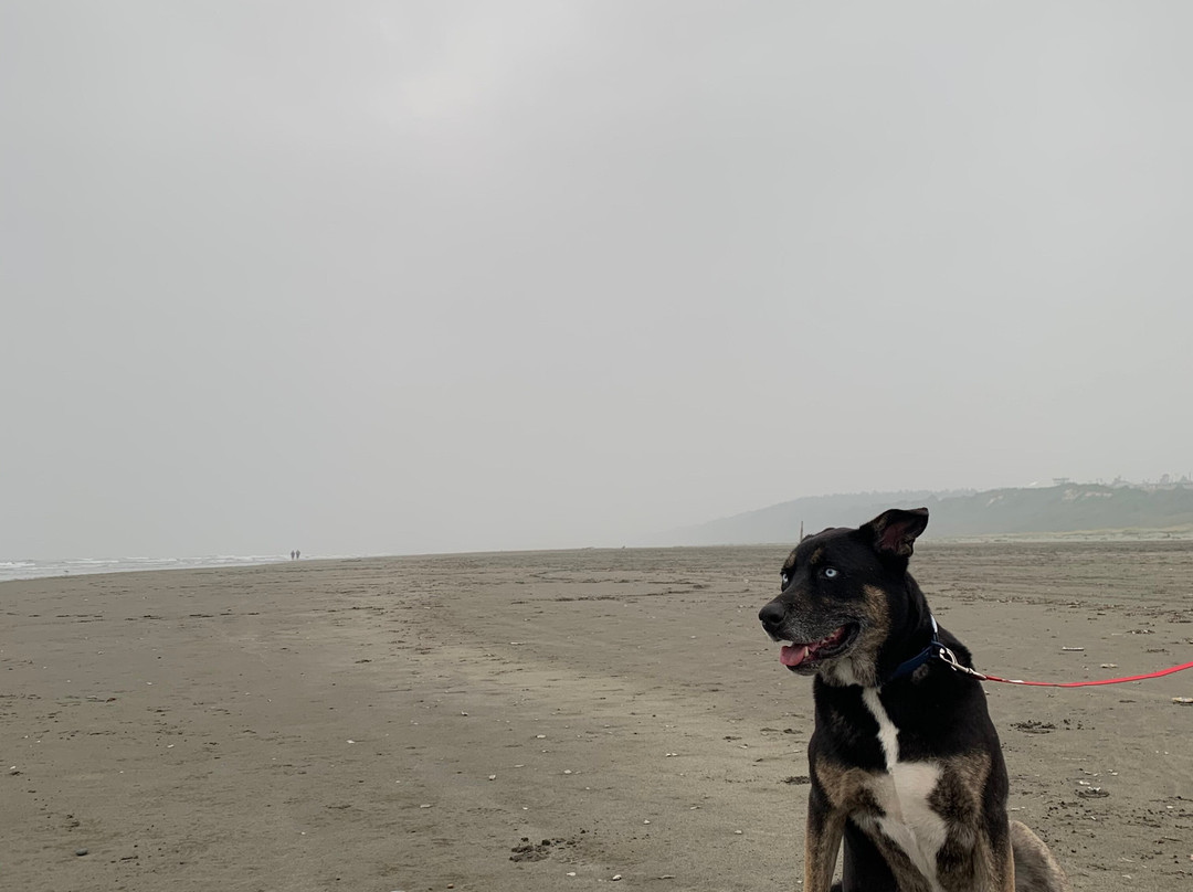 Pacific Beach State Park景点图片