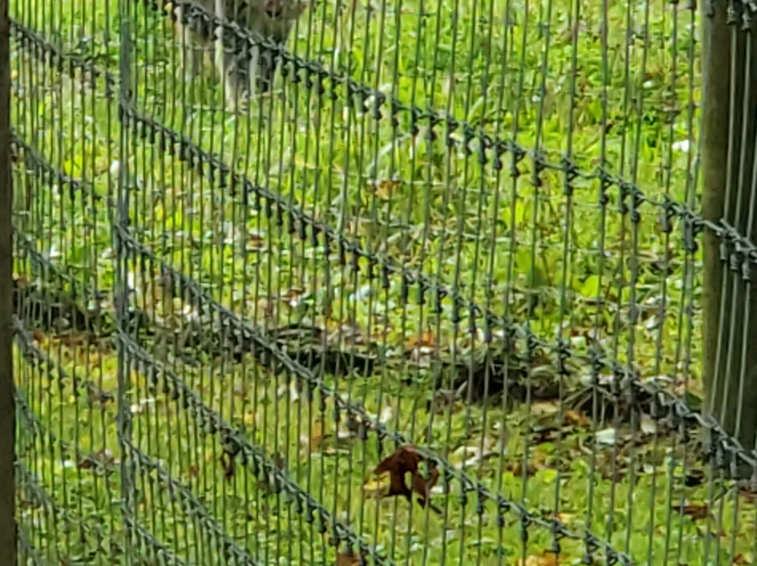 Wolf Sanctuary of PA景点图片