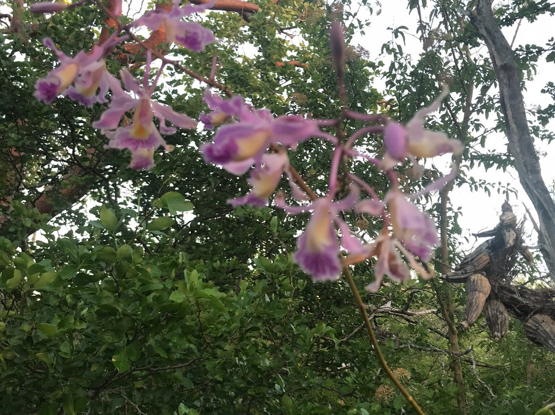 Wayaka Trail-Kralendijk必去景点