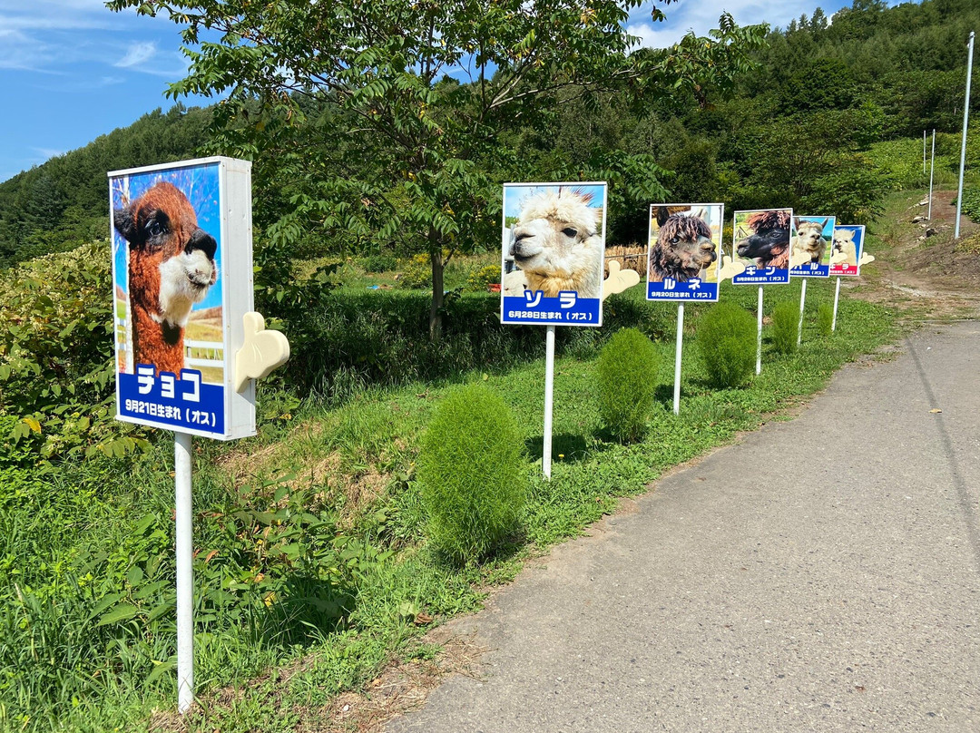 Viva Alpaca Farm-剑渊町必去景点