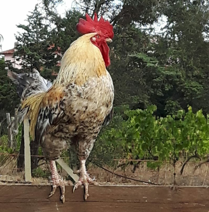 Azienda Agricola Casearia Regali Rurali景点图片