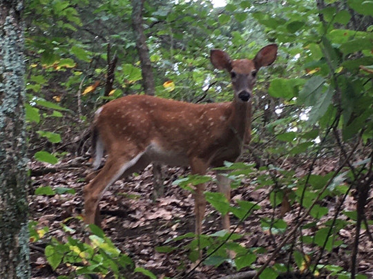 Jefferson Memorial Forest-Fairdale必去景点