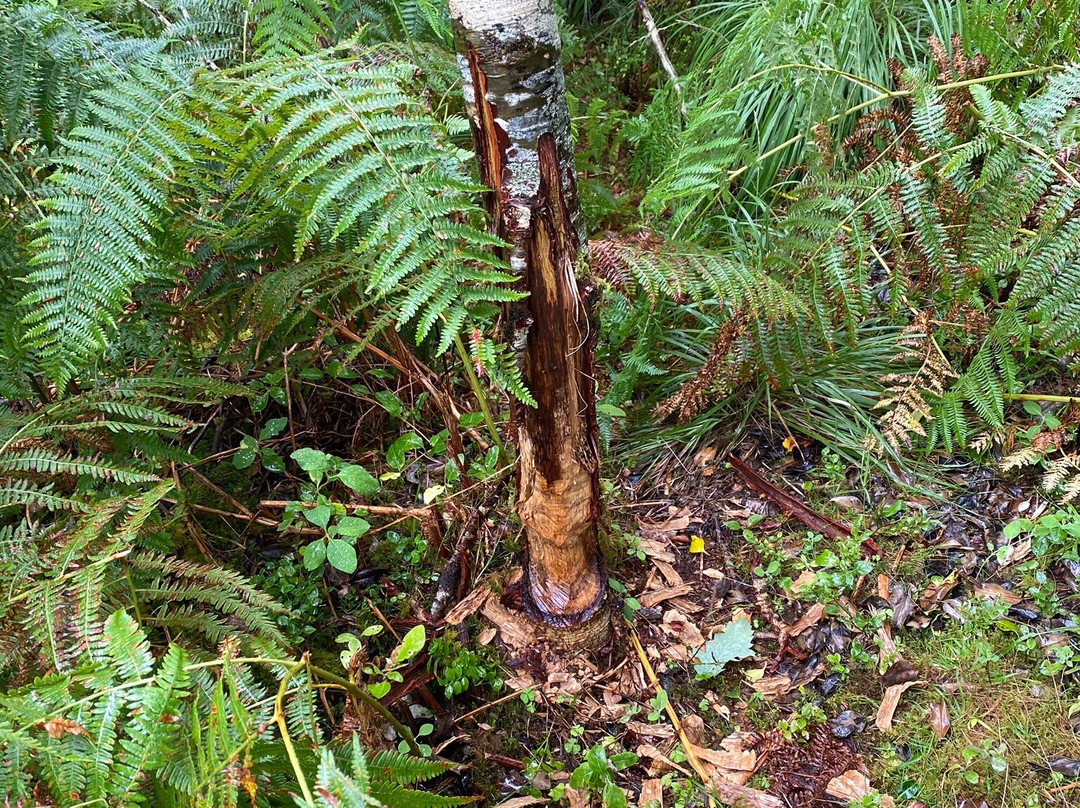 Argyll Beaver Centre-Lochgilphead必去景点