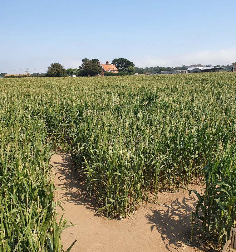 Southwold Maize Maze景点图片