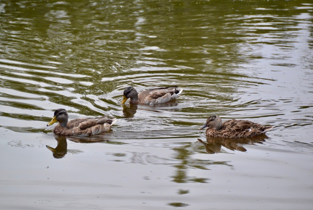 Fielding Memorial Park-Sudbury必去景点