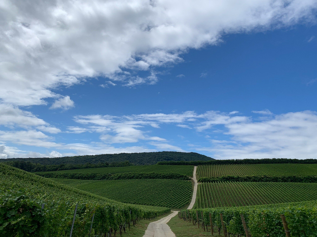 GÜNZER Family Winery景点图片