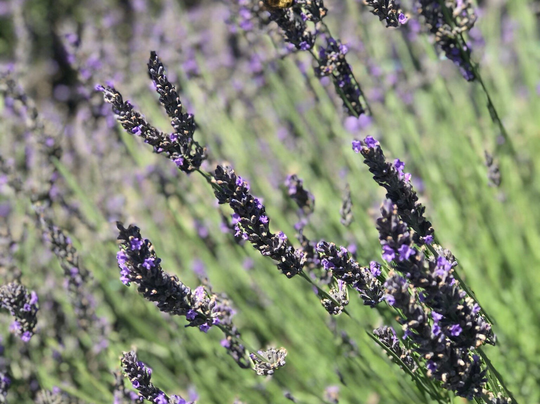 Lavender By the Bay景点图片