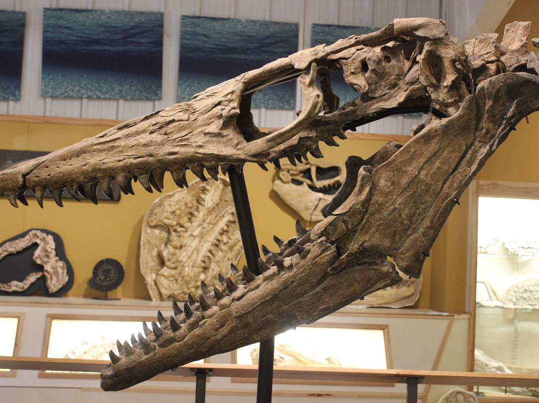 World Fossil Finder Museum-温泉城必去景点