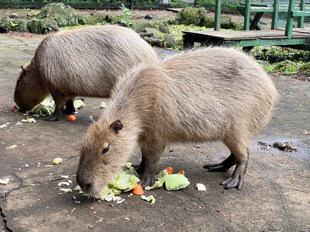 Omiya Park Zoo景点图片