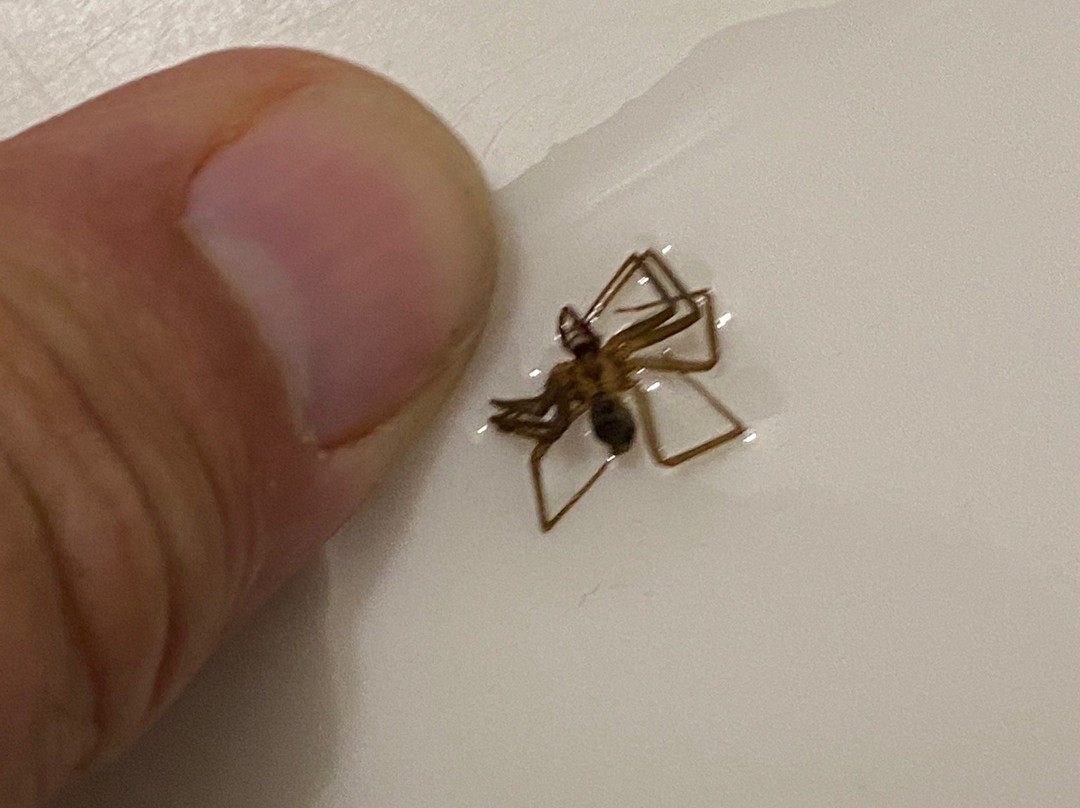 SureStay By Best Western Greenville主图